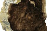 Polished, Petrified Wood (Metasequoia) Stand Up - Oregon #263734-2
